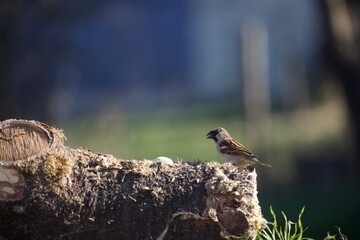 Spatz / Sperling in der Sonne