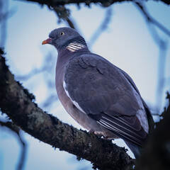 Ringeltaube im Baum 1