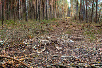 Logging. The landscape of a logged forest. Concept of ecology, environment, global warming.