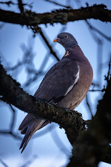 Ringeltaube im Baum 2
