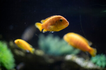 Fish swim at bottom of aquarium. Underwater world. Fish through glass.