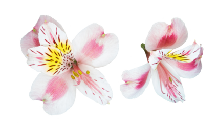 Alstroemeria, commonly called the Peruvian lily or lily of the Incas, native to South America cut out and isolated