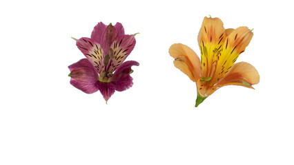 Alstroemeria, commonly called the Peruvian lily or lily of the Incas, native to South America cut out and isolated
