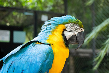 Arara-canindé at the zoo in Marechal Floriano, Espírito Santo state. February 12, 2023.