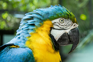 Arara-canindé at the zoo in Marechal Floriano, Espírito Santo state. February 12, 2023.