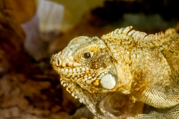 Flag lizard (Norops meridionalis) at the zoo in Marechal Floriano, Espírito Santo state. February 12, 2023