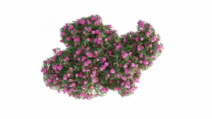 3D Top view pink flourishing Trees Isolated on white background, use for visualization in graphic design.	
