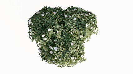 3D Top view flourishing
Trees Isolated on white background, use for visualization in graphic design.
