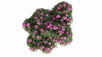3D Top view pink flourishing Trees Isolated on white background, use for visualization in graphic design.	
