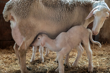 Obraz na płótnie Canvas Sheep organic farming and lambing industry.