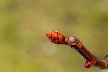 A bud in early spring on a branch of a chestnut tree. Spring time in nature.