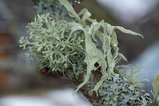 lichen of two types on a tree branch. An old chestnut tree branch