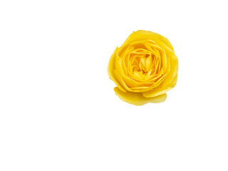Yellow little rose, cut out and isolated.