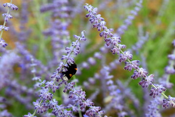 Purple lavender flower in meadow, bumblebee collects pollen. Lavender field, oil for perfumery, medicine, drugs, aromatherapy