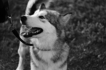 alaskan malamute dog