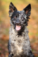 mudi dog close up portrait in the forest