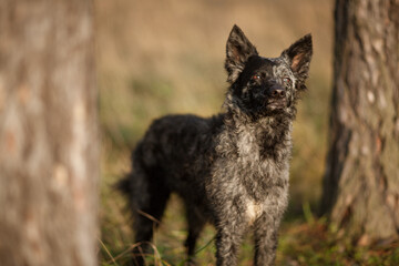 mudi dog standing in a forest at sunset