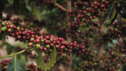 Ripe coffee fruits