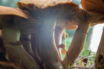 cottage garden, flower and fungus