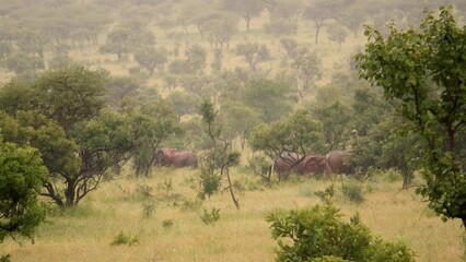 Wild African elephants