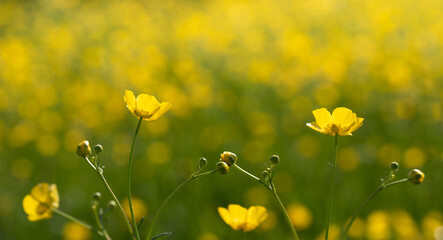 Yellow buttercups bloom in a flower meadow outdoors