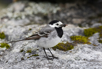 White wagtail (Motacilla alba) standing on a rock with bug in its beak in summer.