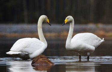Whooper swan (Cygnus cygnus) pair in the lake in spring.