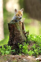 Cute baby red fox, vulpes vulpes, cub playing on green grass and looking into camera in summer nature. Adorable young wild mammals in wilderness from front view.