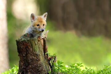Cute baby red fox, vulpes vulpes, cub playing on green grass and looking into camera in summer nature. Adorable young wild mammals in wilderness from front view.