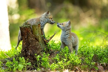 Cute baby red fox, vulpes vulpes, cub playing on green grass and looking into camera in summer nature. Adorable young wild mammals in wilderness from front view.