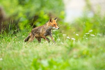Naklejka na ściany i meble Cute baby red fox, vulpes vulpes, cub playing on green grass and looking into camera in summer nature. Adorable young wild mammals in wilderness from front view.