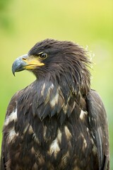 White tailed eagle, (Haliaeetus albicilla), orel mořský, detailed A beautiful portrait, closeup, sharp face eagle.
