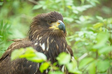 White tailed eagle, (Haliaeetus albicilla), orel mořský, detailed A beautiful portrait, closeup, sharp face eagle.