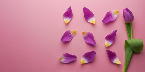 Composition of tulip petals, petals with purple tulip laying on a pink background. Flat lay. Copy space