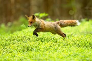 Fototapeta premium Running red fox. Red fox is largest of the true foxes, has the greatest geographic range of all members. Red foxes are usually together in pairs or small groups consisting of families.
