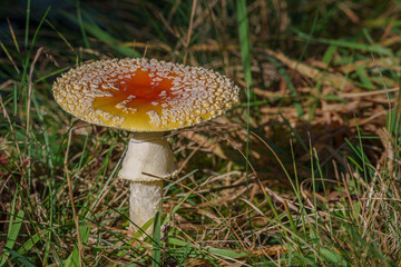 Mushroom cap