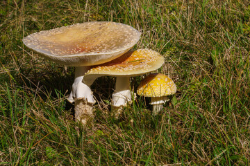 Fototapeta na wymiar Three Mushrooms