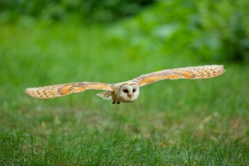 Obraz premium Hunting Barn Owl in nice morning light. Wildlife scene from wild nature. Flying bird above the meadow