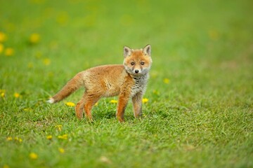 Cute baby red fox, vulpes vulpes, cub playing on green grass and looking into camera in summer nature. Adorable young wild mammals in wilderness from front view.