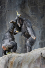 Obraz na płótnie Canvas Feuding pair of Chimpanzees fighting over corn