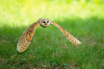 Hunting Barn Owl in nice morning light. Wildlife scene from wild nature. Flying bird above the meadow