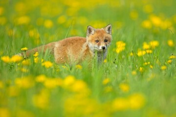 Cute baby red fox, vulpes vulpes, cub playing on green grass with yellow dandelion and looking into camera in summer nature. Adorable young wild mammals in wilderness.