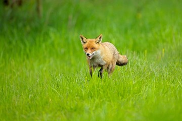 Naklejka na ściany i meble Running red fox. Red fox is largest of the true foxes, has the greatest geographic range of all members. Red foxes are usually together in pairs or small groups consisting of families.