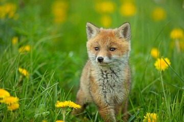 Cute baby red fox, vulpes vulpes, cub playing on green grass with yellow dandelion and looking into camera in summer nature. Adorable young wild mammals in wilderness.