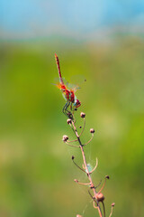 FHD Wallpaper - dragonfly on a plant 