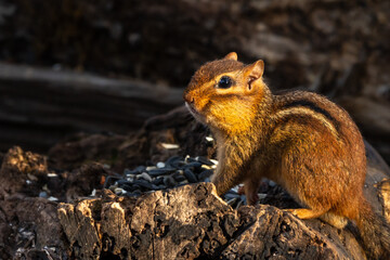 Closes-up of Chipmunk with full cheeks