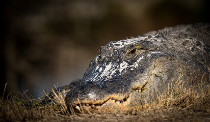 Alligators in the Swamp 
