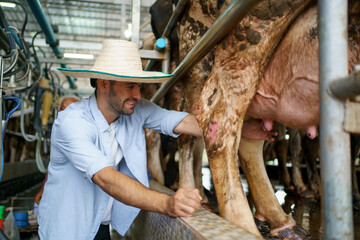 Farmer using an automatic milking machine collect a fresh milk from cows. A milk cow in modern livestock facility.