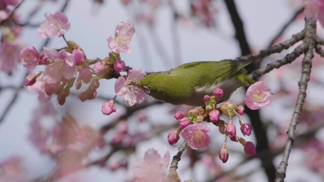 桜の花の蜜を吸うメジロ