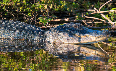 Alligator in the Wild